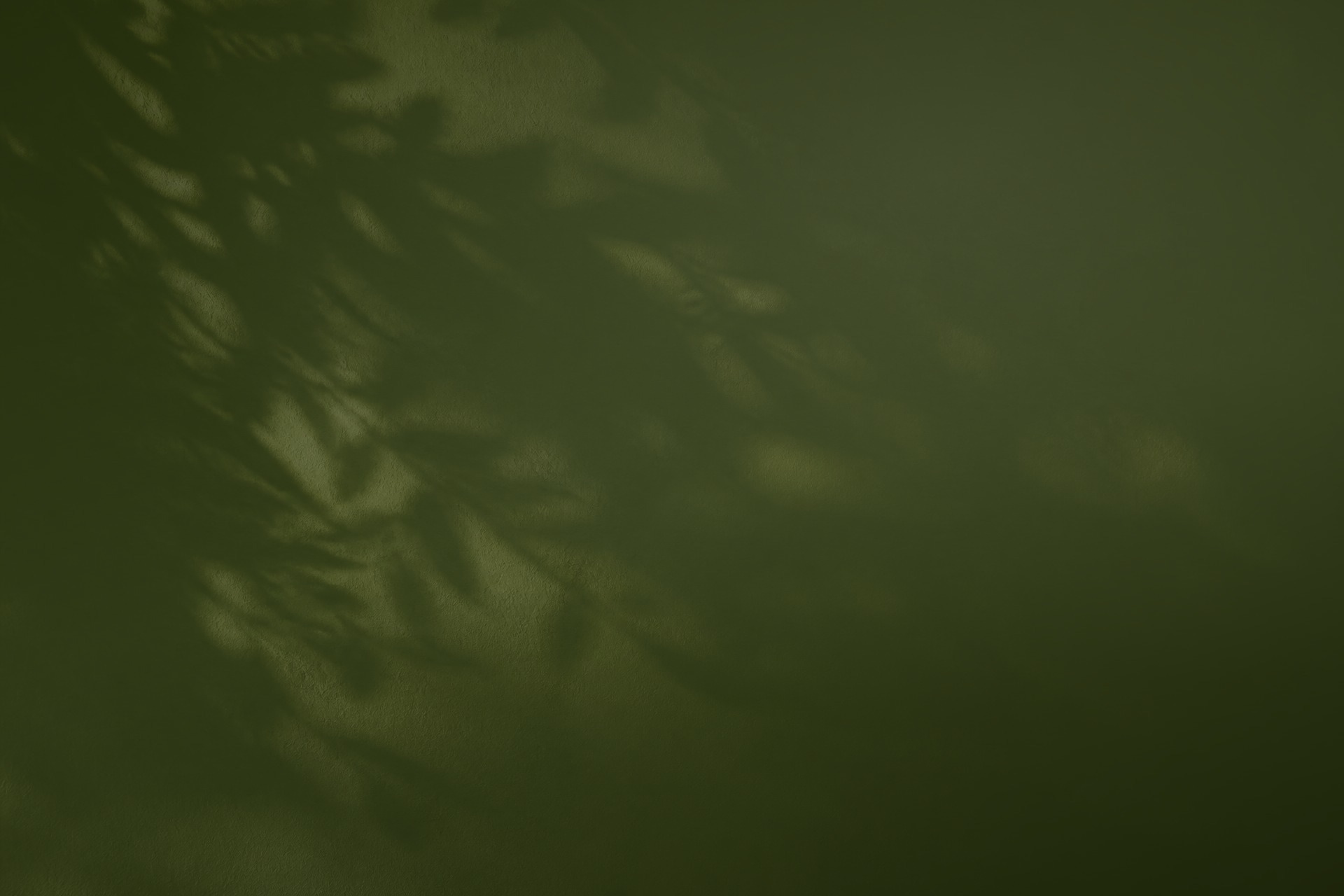 Botanical shadows across an olive green wall